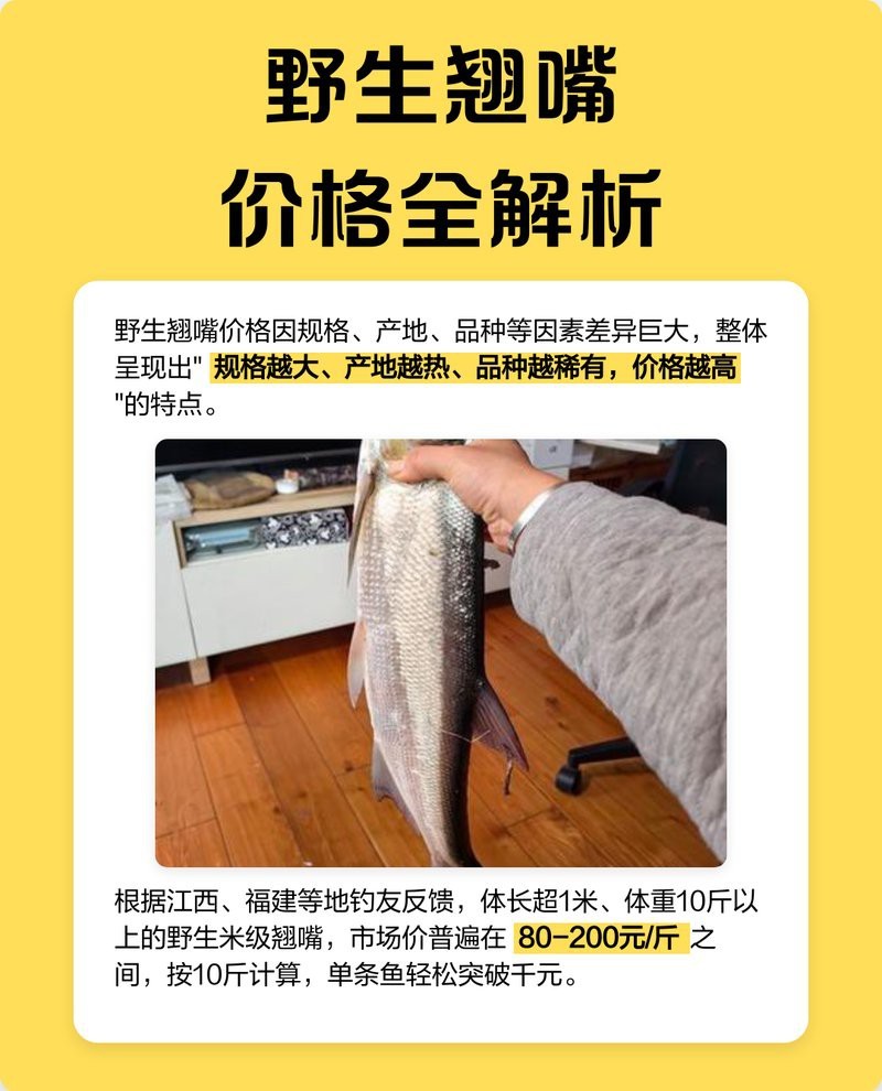 翹嘴魚(yú)多少錢(qián)一斤