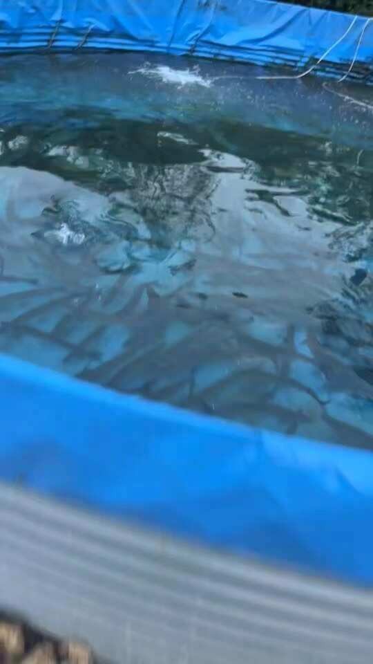 翹嘴魚多少錢一斤