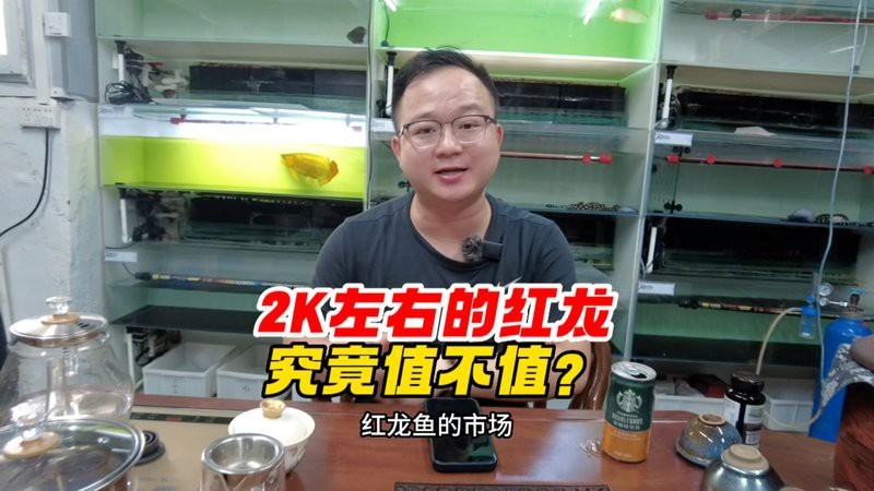 紅龍魚視頻大全免費觀看