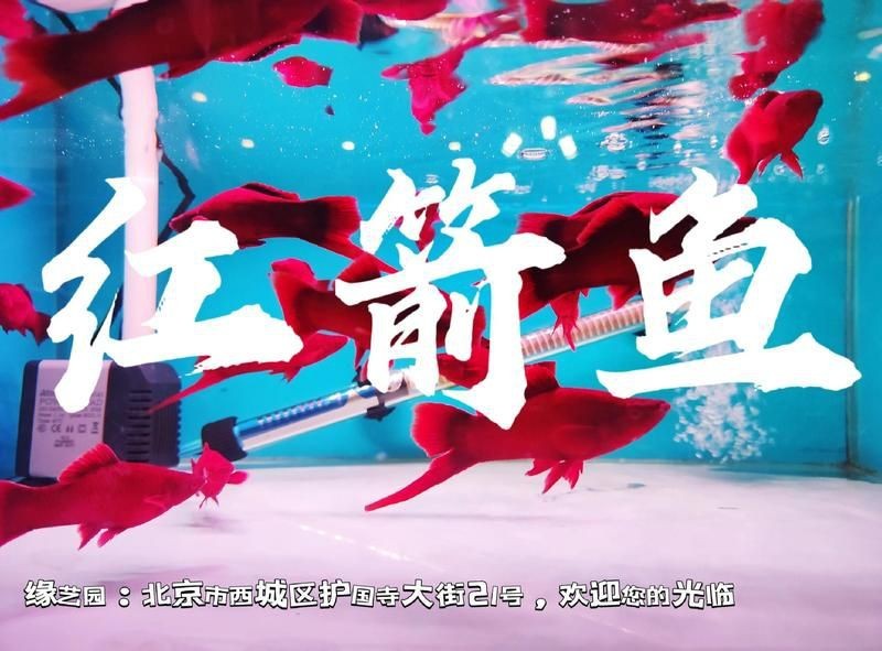 養了一年龍越來越好看了，本文探討通過精心養護和日常護理，養了一年的龍越來越好看了