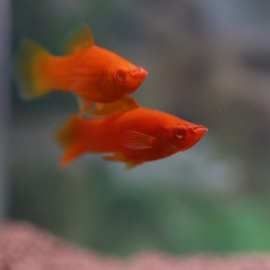 紅箭魚最不值錢的顏色