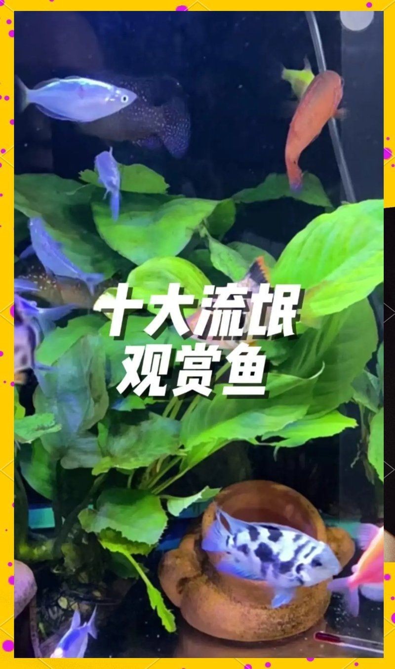 虎皮魚(yú)是吉魚(yú)還是兇魚(yú) 龍魚(yú)論壇 第1張 虎皮魚(yú)是吉魚(yú)還是兇魚(yú) 虎皮魚(yú)是吉魚(yú)還是兇魚(yú) 龍魚(yú)論壇 第1張