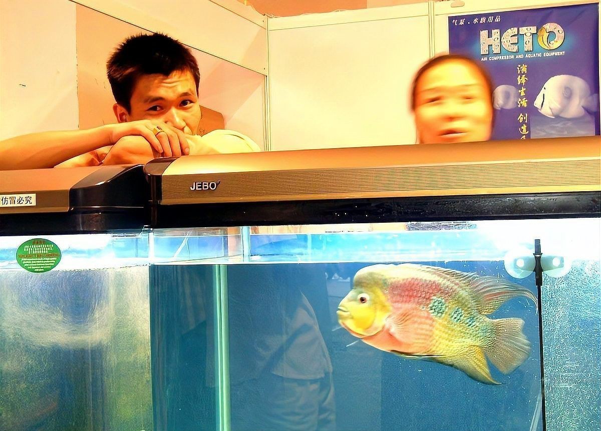虎皮魚(yú)是吉魚(yú)還是兇魚(yú) 龍魚(yú)論壇 第5張 虎皮魚(yú)是吉魚(yú)還是兇魚(yú) 虎皮魚(yú)是吉魚(yú)還是兇魚(yú) 龍魚(yú)論壇 第5張