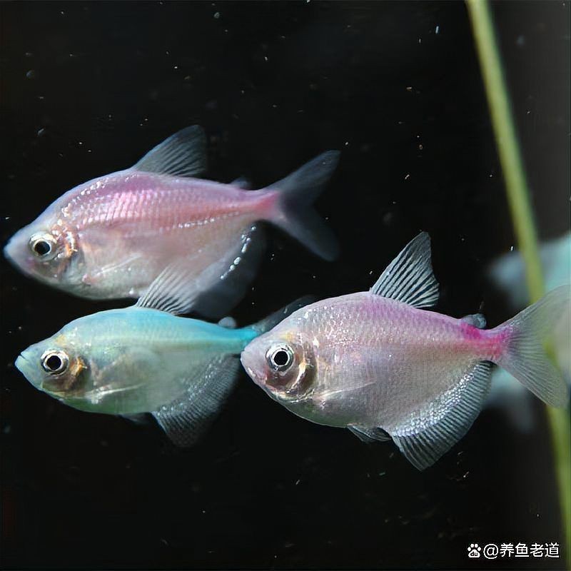 虎皮魚(yú)是吉魚(yú)還是兇魚(yú) 龍魚(yú)論壇 第3張 虎皮魚(yú)是吉魚(yú)還是兇魚(yú) 虎皮魚(yú)是吉魚(yú)還是兇魚(yú) 龍魚(yú)論壇 第3張
