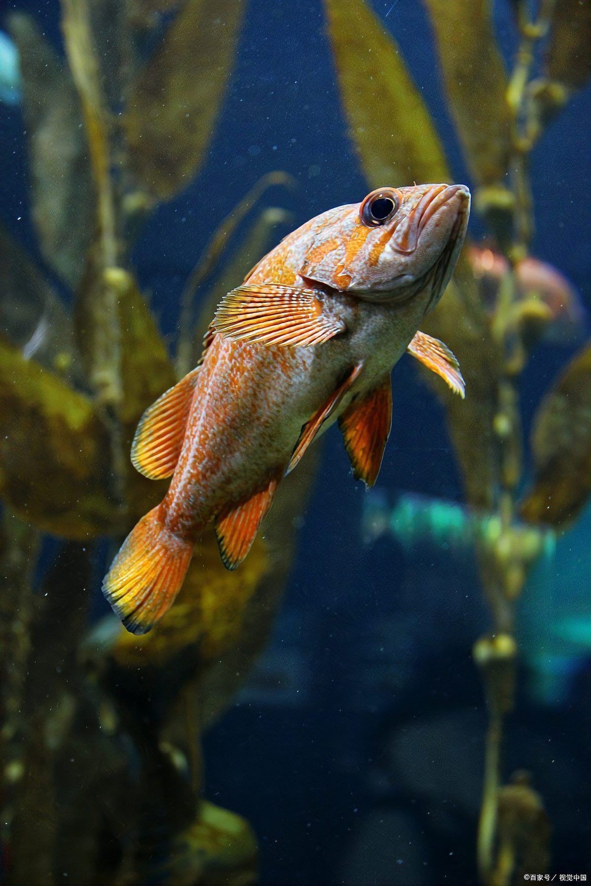 虎皮魚(yú)是吉魚(yú)還是兇魚(yú) 龍魚(yú)論壇 第7張 虎皮魚(yú)是吉魚(yú)還是兇魚(yú) 虎皮魚(yú)是吉魚(yú)還是兇魚(yú) 龍魚(yú)論壇 第7張