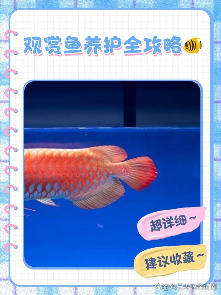 和尚魚觀賞魚怎么養