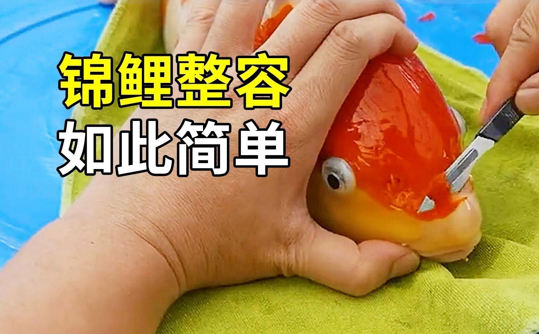 錦鯉和龍魚哪個更受歡迎？