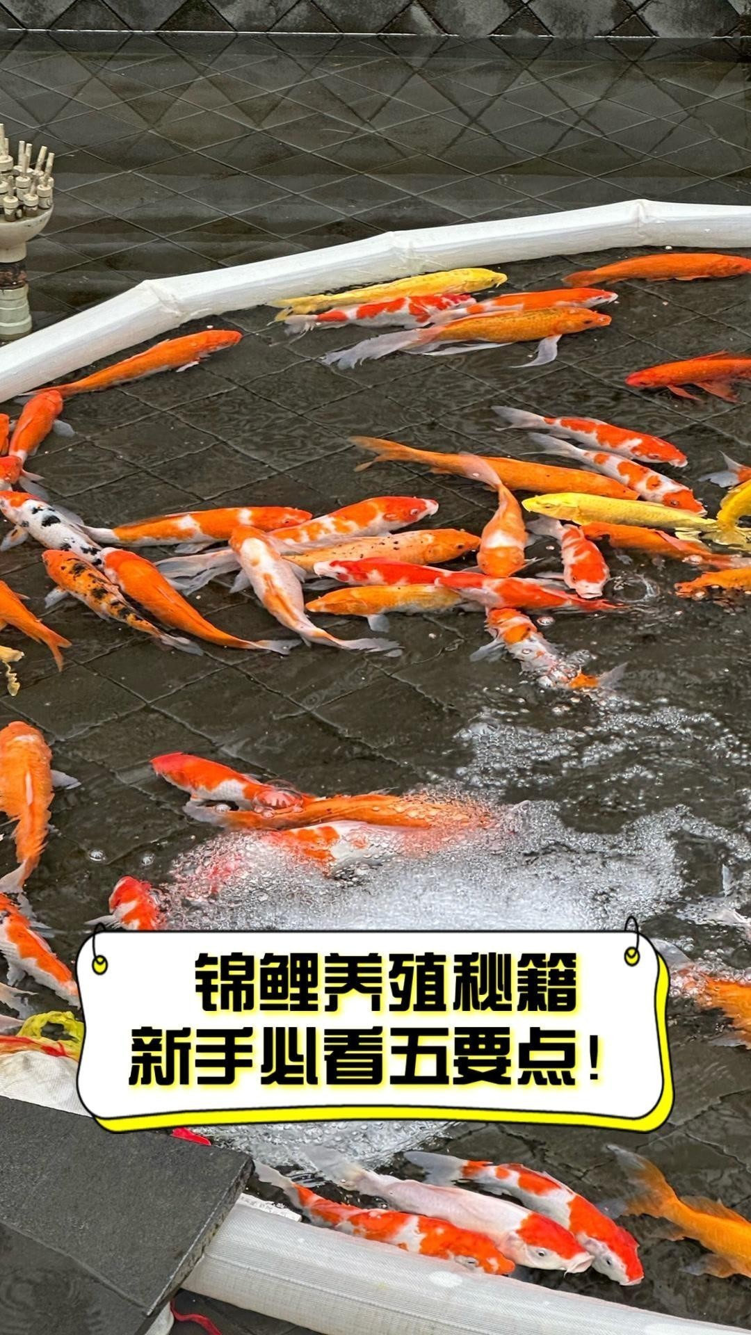 錦鯉和龍魚哪個更受歡迎？