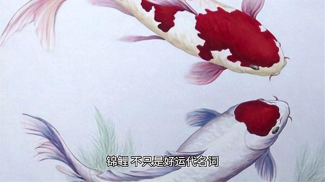 錦鯉和龍魚哪個更受歡迎？
