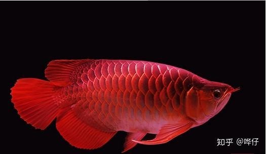 錦鯉和龍魚哪個更受歡迎？