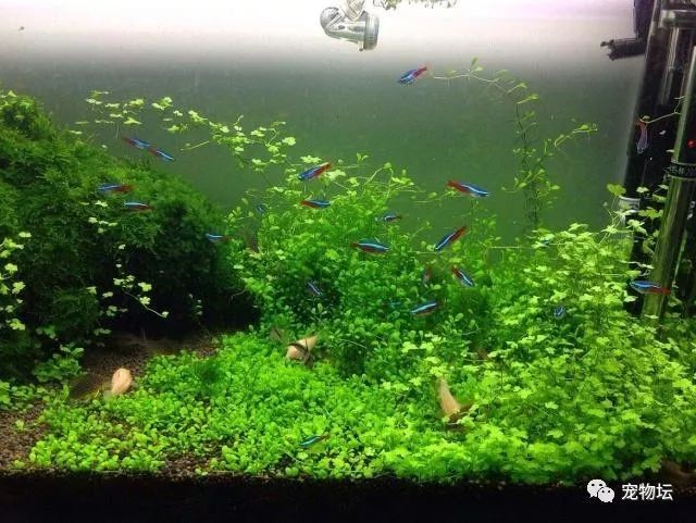 錦鯉和龍魚哪個更受歡迎？