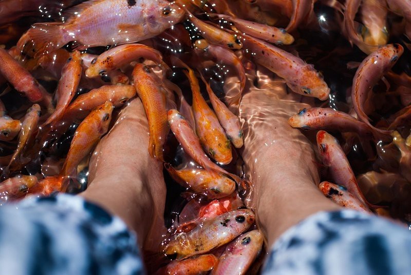 淡紅墨頭魚