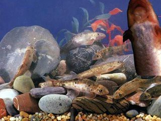 淡紅墨頭魚