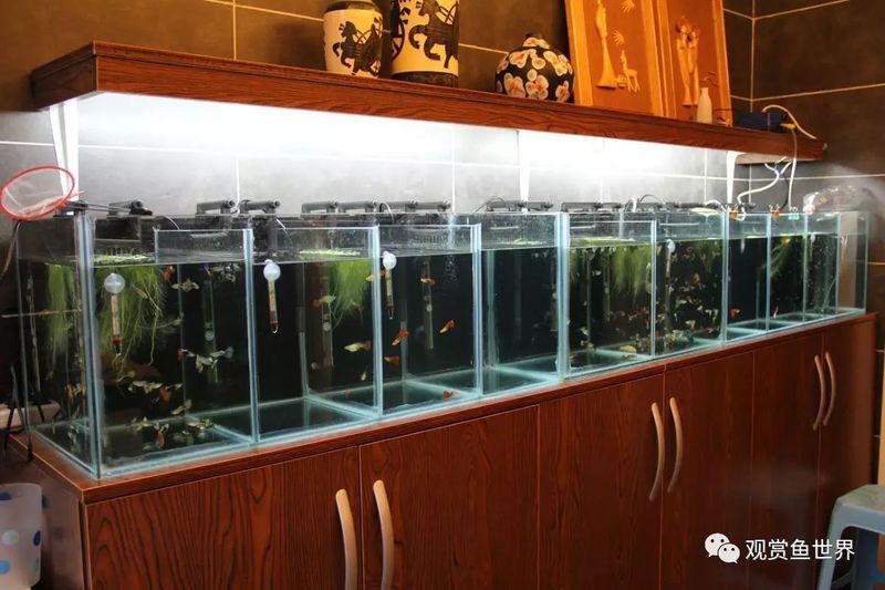 紅眼孔雀魚最忌三個東西 紅眼孔雀魚最忌三個東西 龍魚論壇 第3張