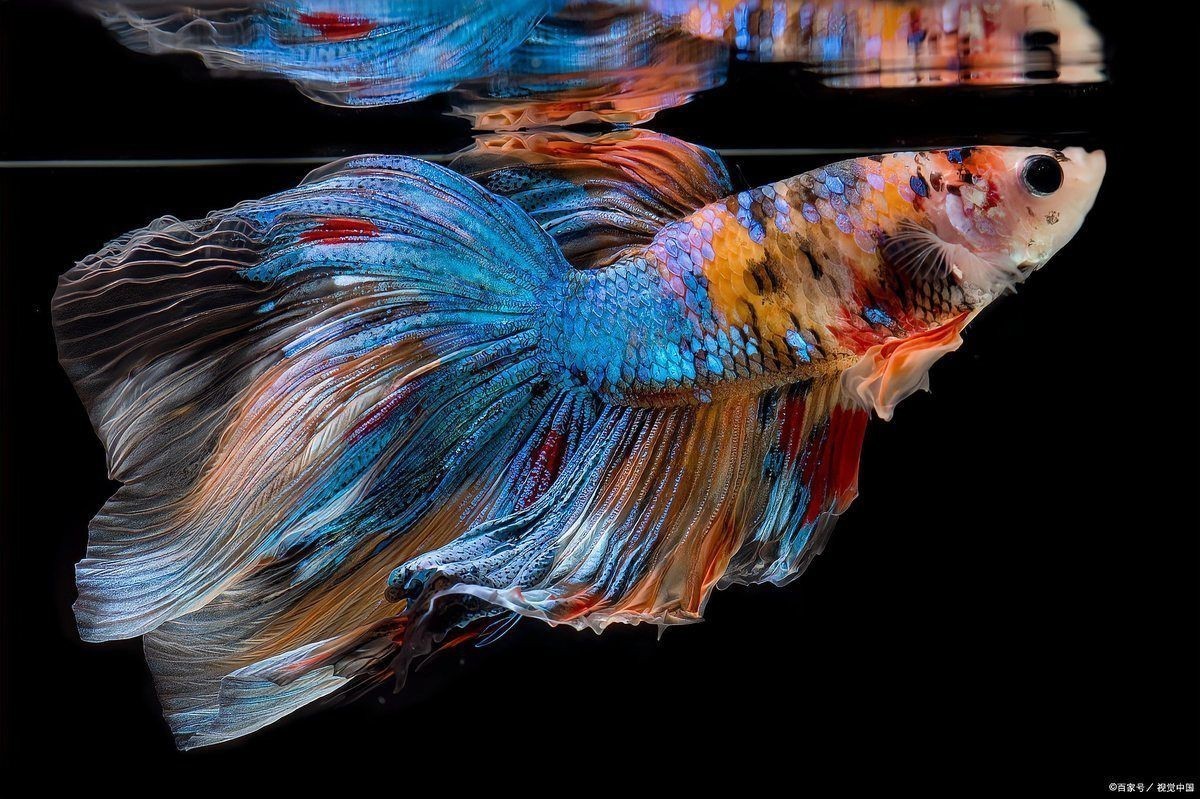紅眼孔雀魚最忌三個東西 紅眼孔雀魚最忌三個東西 龍魚論壇 第11張