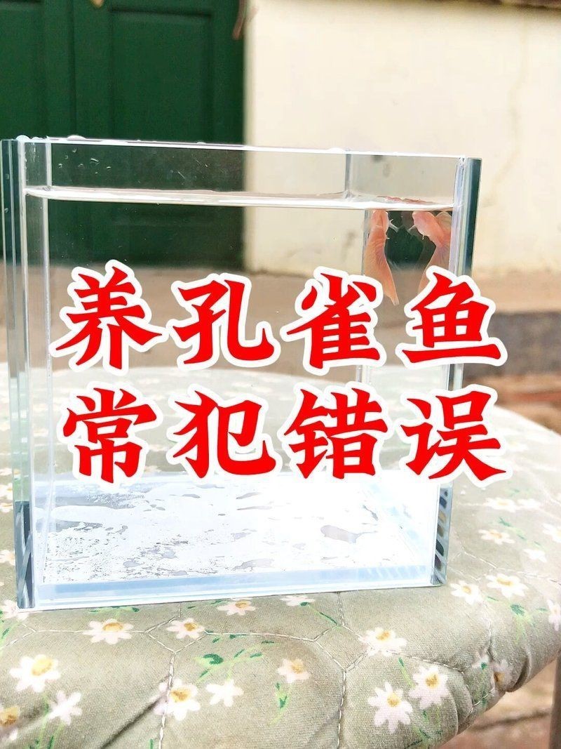 紅眼孔雀魚最忌三個東西 紅眼孔雀魚最忌三個東西 龍魚論壇 第7張