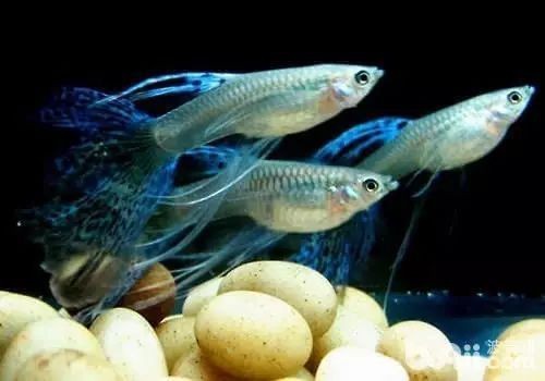 紅眼孔雀魚最忌三個東西 紅眼孔雀魚最忌三個東西 龍魚論壇 第13張