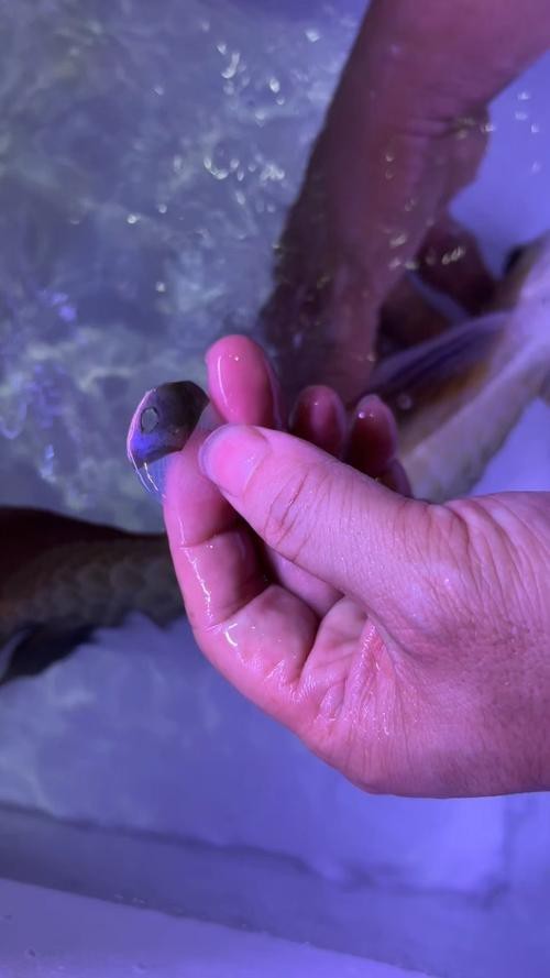 紅金龍魚價格多少錢一條啊圖片