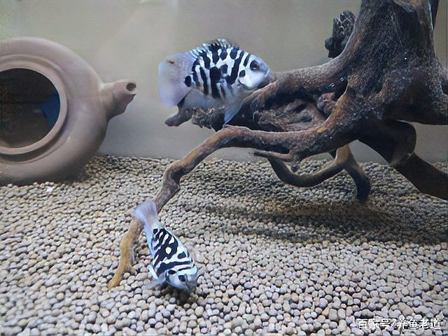 藍曼龍繁殖期間需要多長時間隔離？