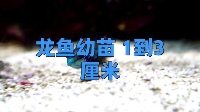 金龍魚幼魚期應該如何飼養？