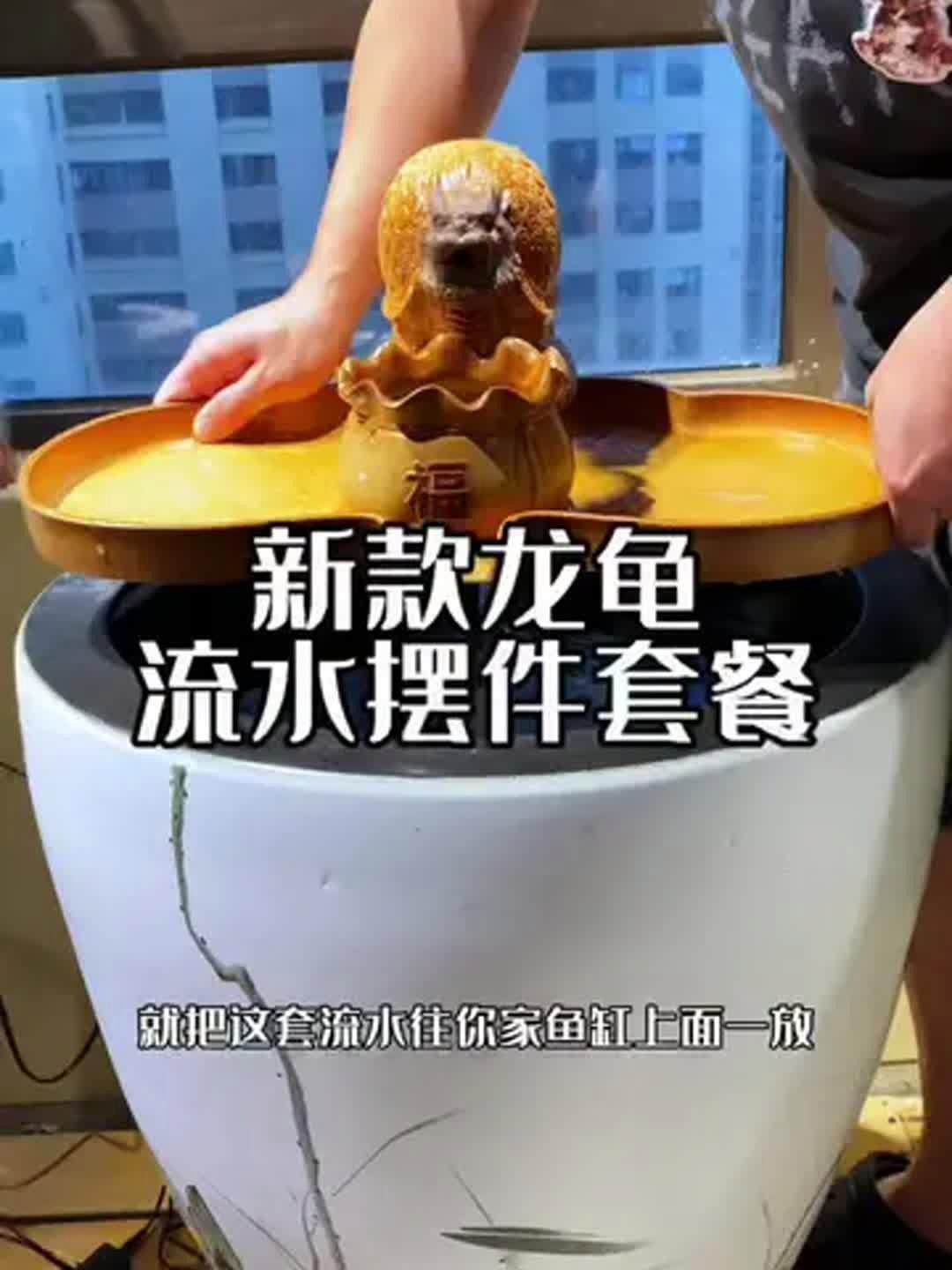 龍龜放魚缸的正確方法