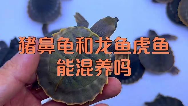 龍魚和龜一起養的優缺點
