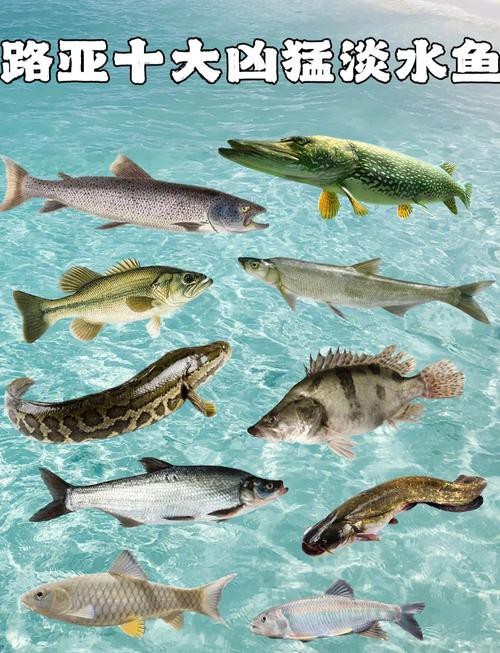 給我推薦幾家專業的水族商家