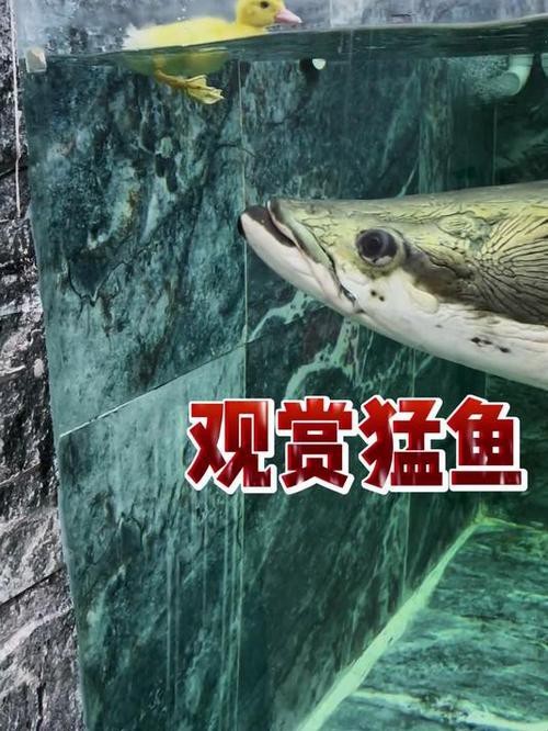 給我推薦幾家專業的水族商家
