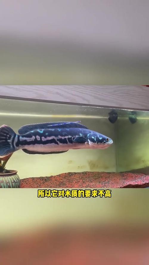 給我推薦幾家專業的水族商家