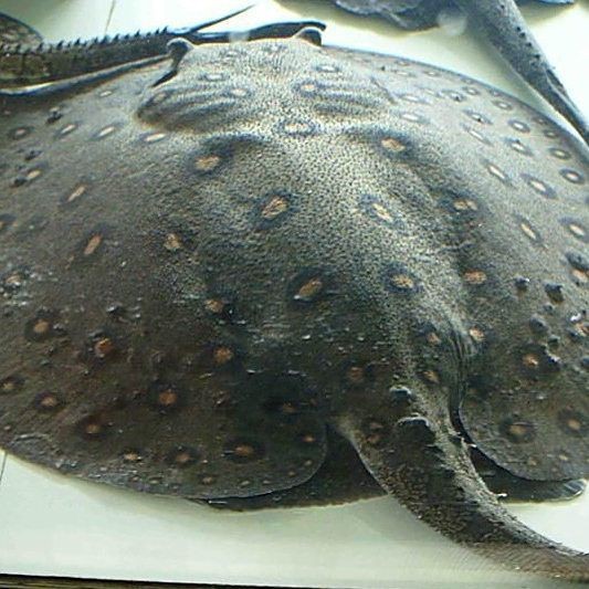 魟魚是鰩魚還是鰩魚