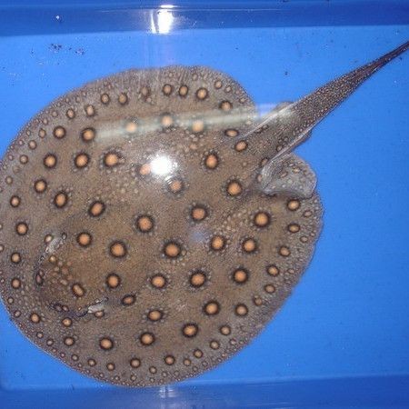 魟魚是鰩魚還是鰩魚