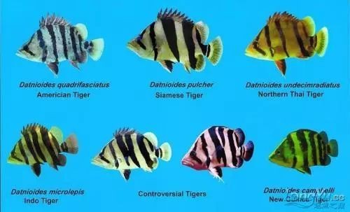四紋虎魚最貴三個品種