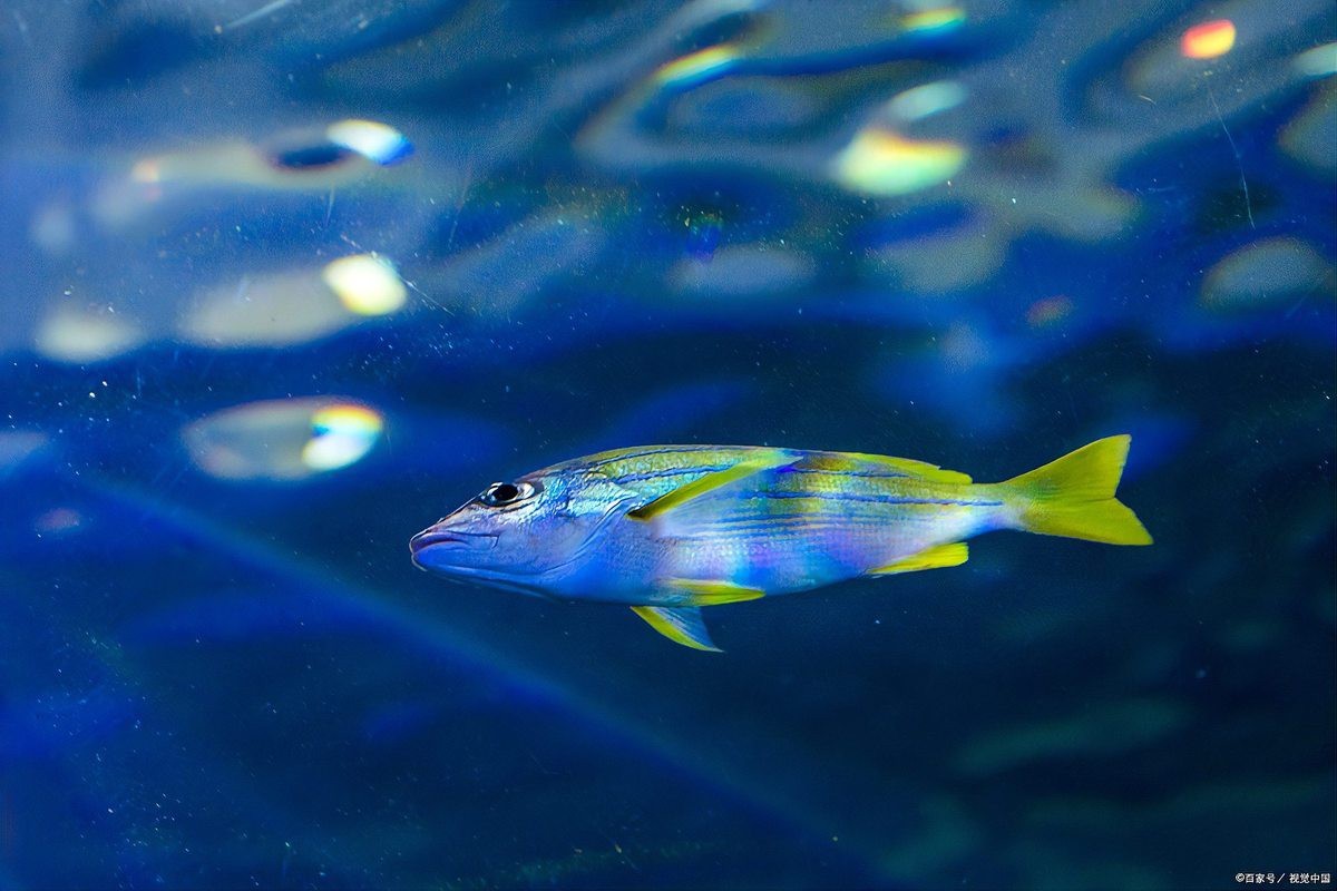 深海龍魚發光觸須的工作原理是什么？