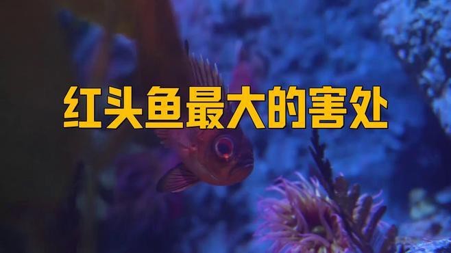 紅頭魚為何盡量少吃