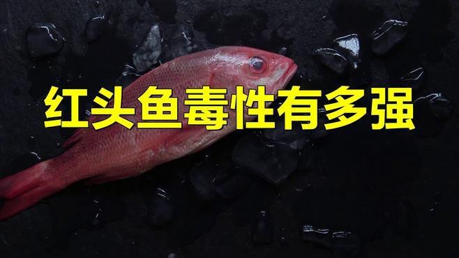 紅頭魚為何盡量少吃