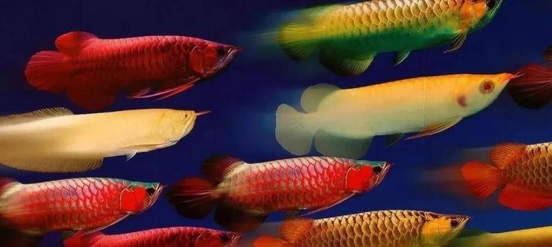 家里養的龍魚懷孕了(曼龍魚懷孕了是什么樣-龍魚懷孕多久產卵) 龍魚百科 第2張 家里養的龍魚懷孕了(曼龍魚懷孕了是什么樣-龍魚懷孕多久產卵) 家里養的龍魚懷孕了(曼龍魚懷孕了是什么樣-龍魚懷孕多久產卵) 龍魚百科 第2張