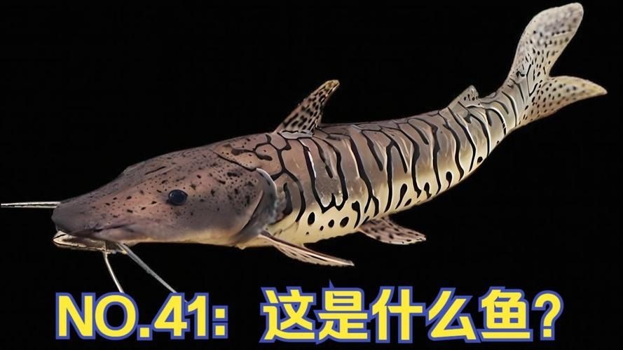 龍魚鱗部異常的診斷與處理，求大神看看我這龍魚鱗是怎么了 龍魚鱗部異常的診斷與處理，求大神看看我這龍魚鱗是怎么了 觀賞魚百科 第2張