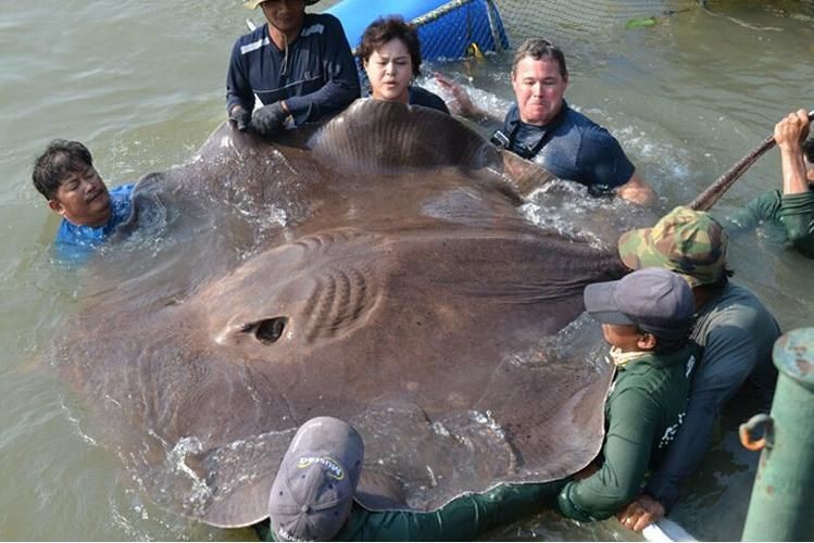 魟魚懷孕大肚子圖片