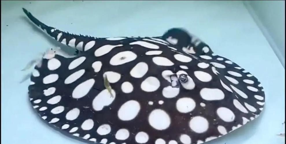 魟魚懷孕大肚子圖片