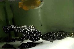 魟魚懷孕大肚子圖片