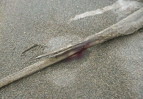 魟魚攻擊性有多強 龍魚論壇 第9張 魟魚攻擊性有多強 魟魚攻擊性有多強 龍魚論壇 第9張