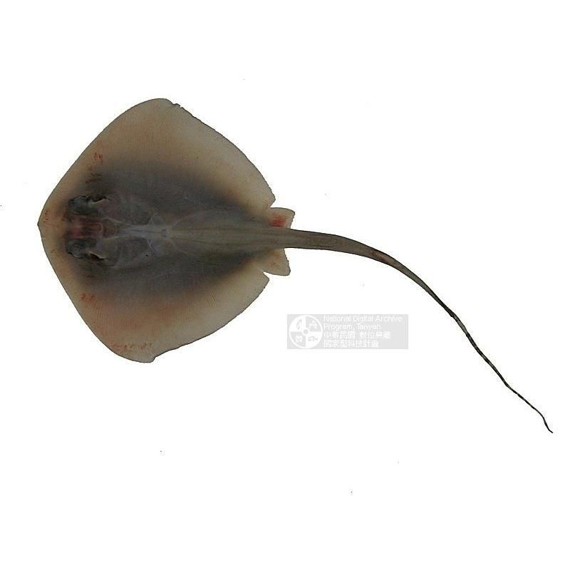 魟魚攻擊性有多強 龍魚論壇 第11張 魟魚攻擊性有多強 魟魚攻擊性有多強 龍魚論壇 第11張