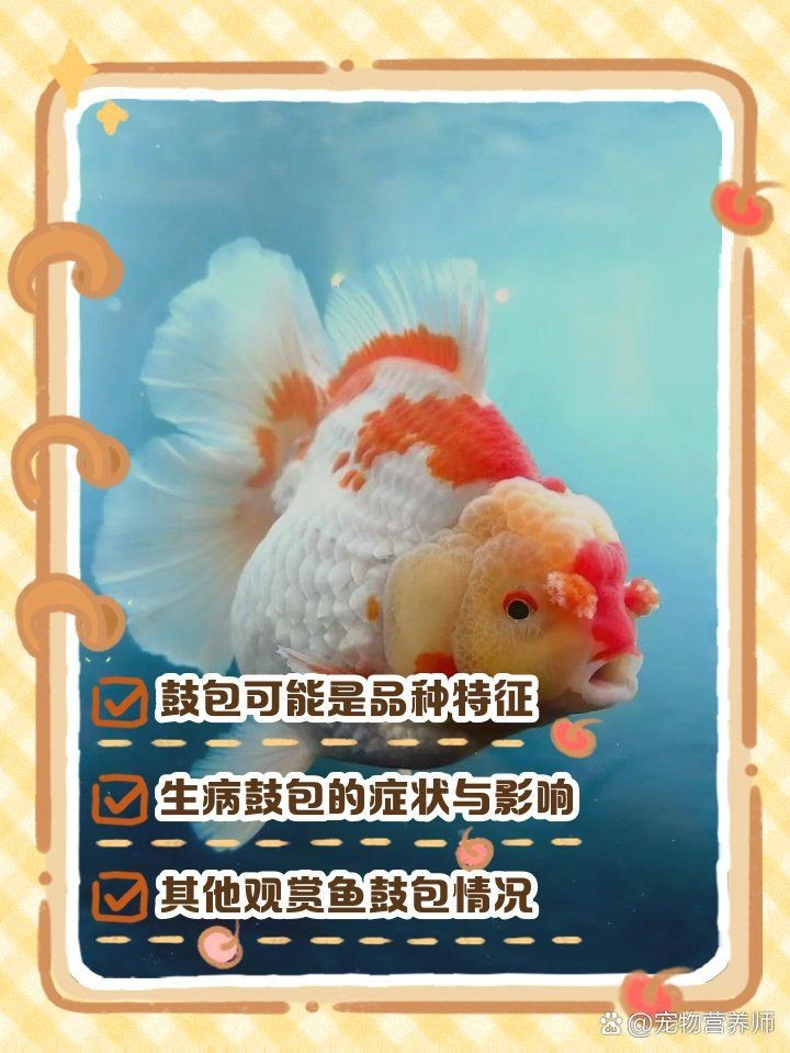 紅色頭上有個大包的魚 紅色頭上有個大包的魚 龍魚論壇 第7張