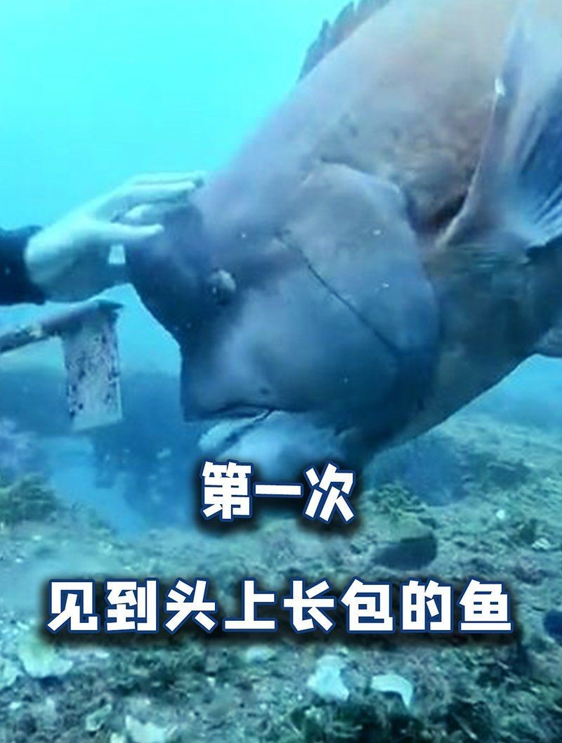 紅色頭上有個大包的魚 紅色頭上有個大包的魚 龍魚論壇 第9張
