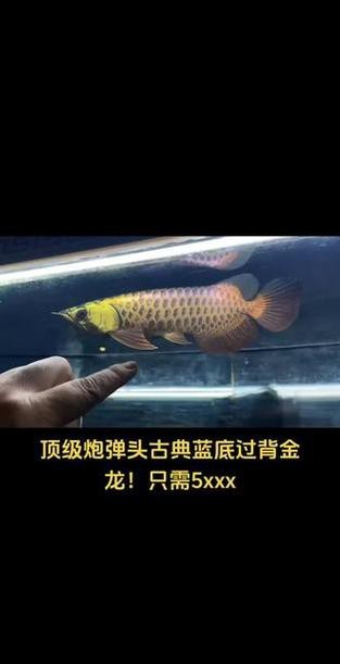 能給出幾張古典過背藍底金龍的圖片嗎？