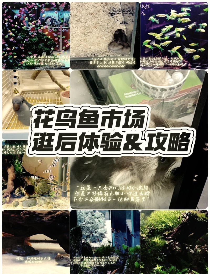 附近賣觀賞魚的地方