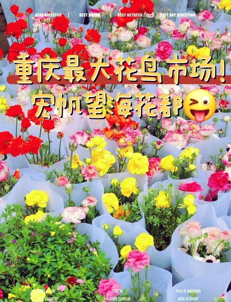 附近賣觀賞魚的地方