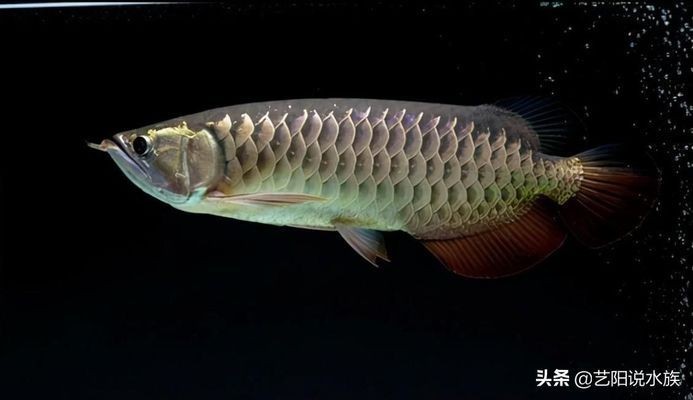 銀龍魚的做法大全圖解竅門（銀龍魚的做法大全圖解竅門視頻）