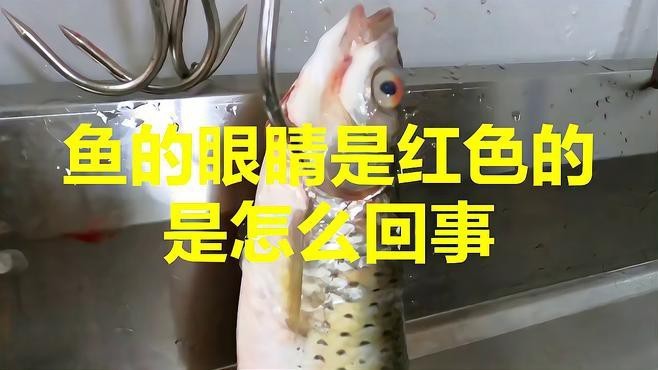金龍魚紅眼好不好
