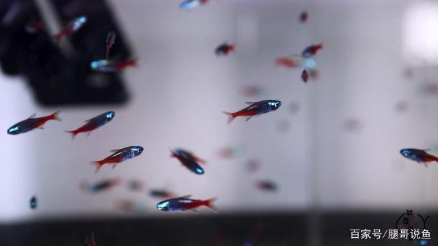 印尼銀龍魚(銀龍魚簡介)